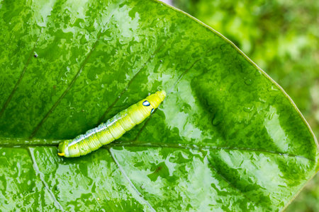 Big green worm animals or Caterpillar worm or Daphnis neri worm on the green leaf background in nature and enviroment ,Close upの写真素材