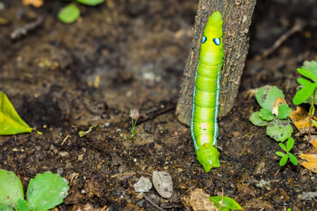 Big green worm animals or Caterpillar worm or Daphnis neri worm on the green leaf background in nature and enviroment ,Close upの写真素材