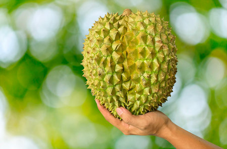 Close up Asian women hand holding durian fruit. Ripe durian. Tasty durian that has been, durian is the king of fruits. Is a famous fruit in Asia.の写真素材