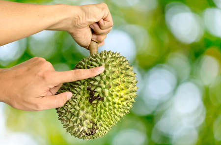 Close up Asian women hand holding durian fruit. Ripe durian. Tasty durian that has been, durian is the king of fruits. Is a famous fruit in Asia.の写真素材