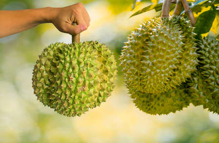 Close up Asian women hand holding durian fruit. Ripe durian. Tasty durian that has been, durian is the king of fruits. Is a famous fruit in Asia.の写真素材