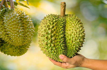 Close up Asian women hand holding durian fruit. Ripe durian. Tasty durian that has been, durian is the king of fruits. Is a famous fruit in Asia.の写真素材