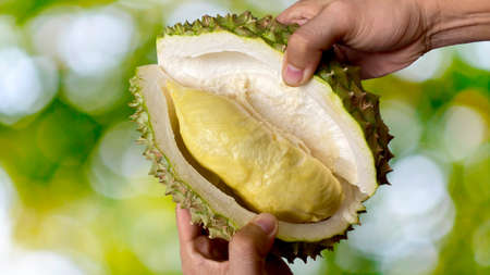 Close up Asian women hand holding durian fruit. Ripe durian. Tasty durian that has been, durian is the king of fruits. Is a famous fruit in Asia.の写真素材
