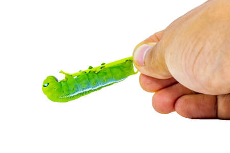 Caterpillar, Big green worm, Giant green worm with white stripes on the side there is a pattern near the header looks like big eyes on the green leaf in the garden background.の写真素材