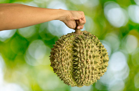 Close up Asian women hand holding durian fruit. Ripe durian. Tasty durian that has been, durian is the king of fruits. Is a famous fruit in Asia.の写真素材