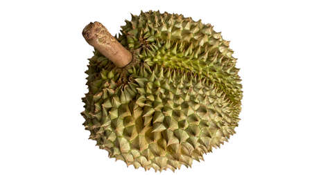 Close up Asian women hand holding durian fruit. Ripe durian. Tasty durian that has been, durian is the king of fruits. Is a famous fruit in Asia.の写真素材