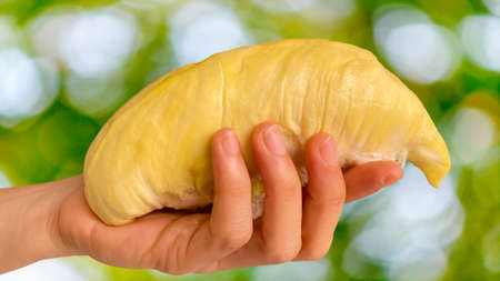 Close up Asian women hand holding durian fruit. Ripe durian. Tasty durian that has been, durian is the king of fruits. Is a famous fruit in Asia.の写真素材