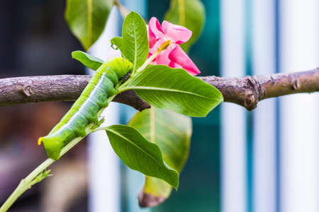 Caterpillar, Big green worm, Giant green worm with white stripes on the side there is a pattern near the header looks like big eyes on the green leaf in the garden background.の写真素材