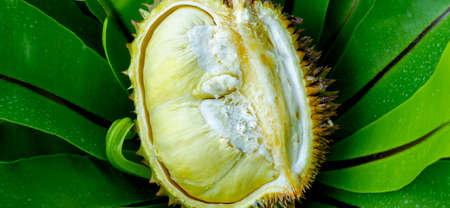 Durian isolated from white background. Durians is the king of fruits, asian fruit of tropical. Thai sweet foodの写真素材