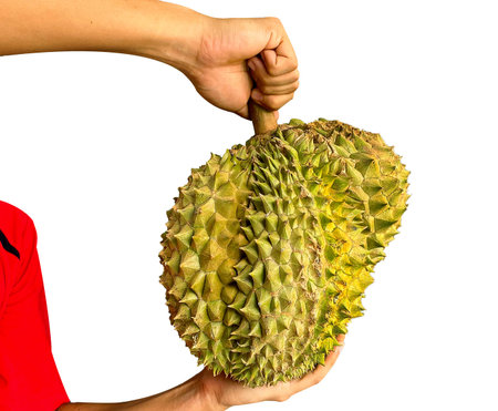 Durian isolated from white background. Durians is the king of fruits, asian fruit of tropical. Thai...