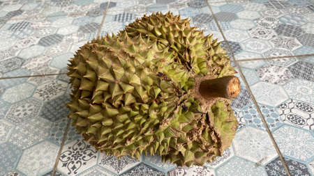 Durian isolated from white background. Durians is the king of fruits, asian fruit of tropical. Thai sweet foodの写真素材