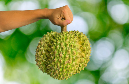 Durian isolated from white background. Durians is the king of fruits, asian fruit of tropical. Thai sweet foodの写真素材