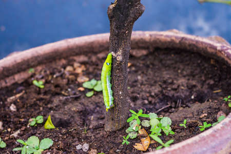Caterpillar, Big green worm, Giant green worm with white stripes on the side there is a pattern near the header looks like big eyes on the green leaf in the garden background.の写真素材