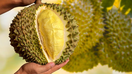 Close up Asian women hand holding durian fruit. Ripe durian. Tasty durian that has been, durian is the king of fruits. Is a famous fruit in Asia.の写真素材