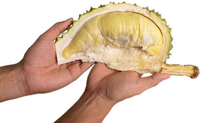 Close up Asian women hand holding durian fruit. Ripe durian. Tasty durian that has been, durian is the king of fruits. Is a famous fruit in Asia.の写真素材