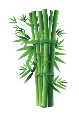 White background bamboo vector illustration.のイラスト素材