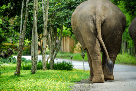 Rear View of Thai Elephant