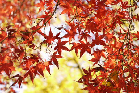 Maple Leaves の写真素材