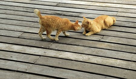 Ginger cat kissing on wooden floorの写真素材