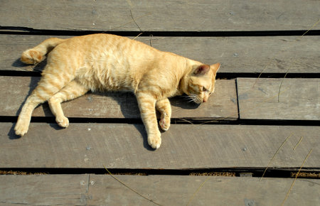 Ginger cat lying on wooden floorの写真素材