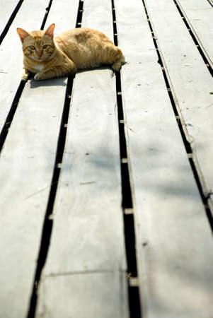 Ginger cat lying on wooden floorの写真素材