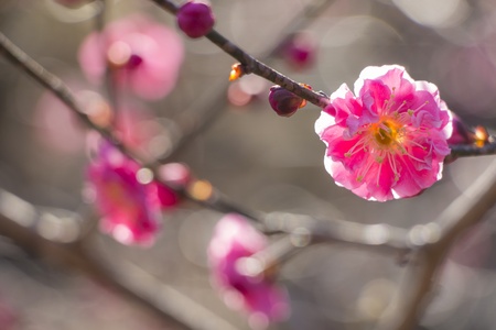 pink plum blossom on a spring dayの写真素材