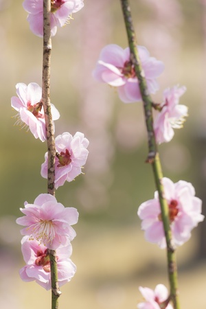 pink plum blossom on a spring dayの写真素材
