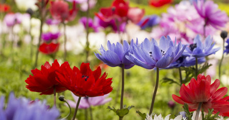 Colorful Flowers in Spring Timeの写真素材
