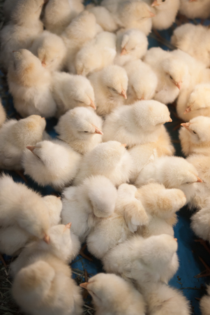 Large group of baby chicks in chicken farmの写真素材