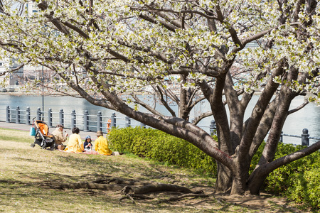Yokohama, Japan - March 22, 2013  Unidentified child and parent are sitting by the bay seeing Sakura blossom in a park in Minatomirai, Yokohama, Japanのeditorial素材