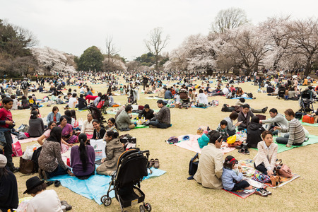 Tokyo, Japan - March 23, 2013  Japanese people is sitting in Shinjukugyoen park seeing Sakura blossom at Shinjuku, Tokyo, Japanのeditorial素材