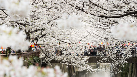 Tokyo, Japan - March 24, 2013  Japanese people is coming to see Sakura blossom along Meguro River in Nakameguro,Tokyo, Japanのeditorial素材
