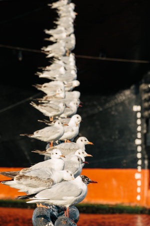 seagulls rest on a big chain