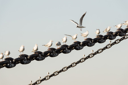 seagulls rest on a big chainの写真素材