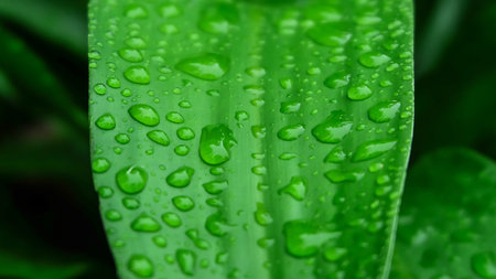 Green leaf drop of water