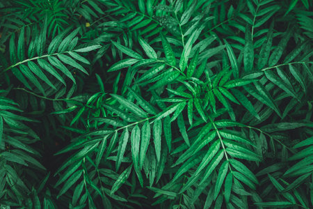 Nature background green leaves pattern background