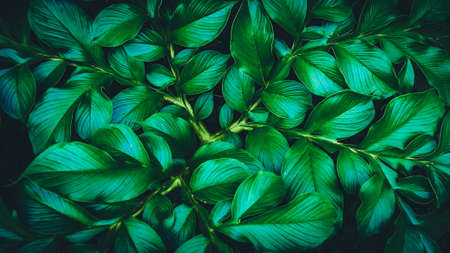 Nature background green leaves pattern backgroundの写真素材
