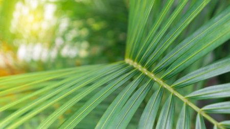Coconut green leaf background