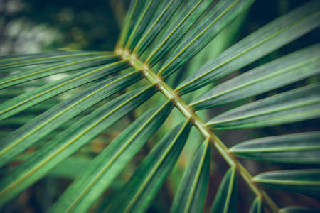 Coconut green leaf backgroundの写真素材
