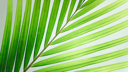 Green palm leaf branches backgroundの写真素材
