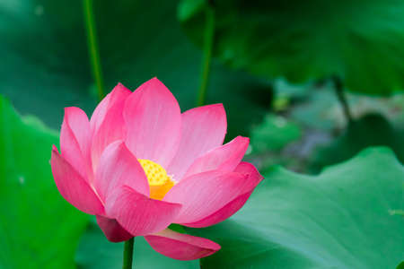Beautiful pink lotus flower in blooming in the morningの写真素材