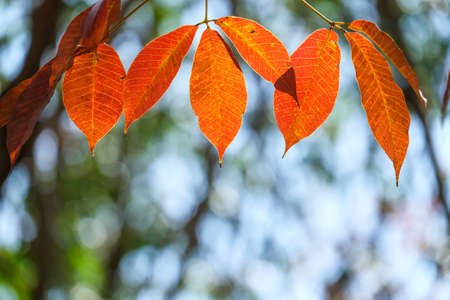 beautiful autumn yellow leaves on bokeh background blurredの写真素材