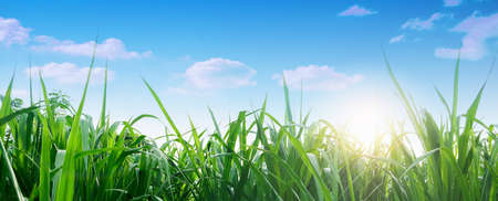 Spring and grass background. Spring summer background with fresh green grass and blue sky in nature. Panoramic view, copy space.の写真素材