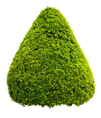 ficus tree  bush on white background. tree decorative on white background plant or tree isolatedの写真素材