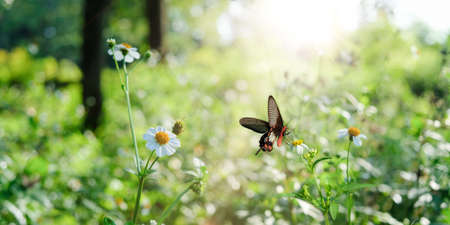 Beautiful wild flowers and butterfly in morning sunlight in nature. Landscape wide format, copy space.の写真素材