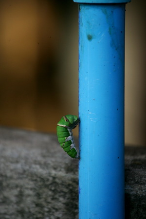 baby butterflyの写真素材