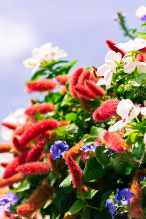 Fuzzy flowers and white flowers in a sunny garden.の写真素材