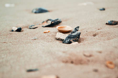 Broken sea shells in the sand.の写真素材