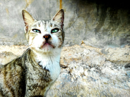 A cat with green eyes looking at the camera. The cat looks at the camera.の写真素材