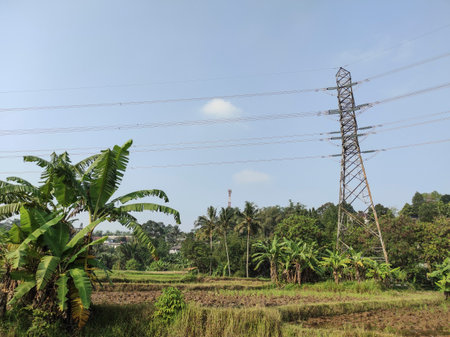 Power line in rice field with coconut trees and blue sky background.の写真素材